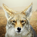 Fichier:Coyote.png