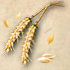 Fichier:Grain de blé.png