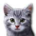 Chaton gris.png