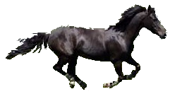 Fichier:Cheval.png