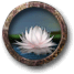 Fichier:Ramasser des fleurs de lotus.png