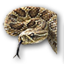Serpent venimeux.png