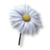 Fichier:Fleur de paix.png