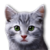Chaton gris.png