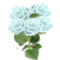 Roses blanches.png
